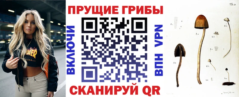 гидра вход  Иланский  Псилоцибиновые грибы Psilocybine cubensis 